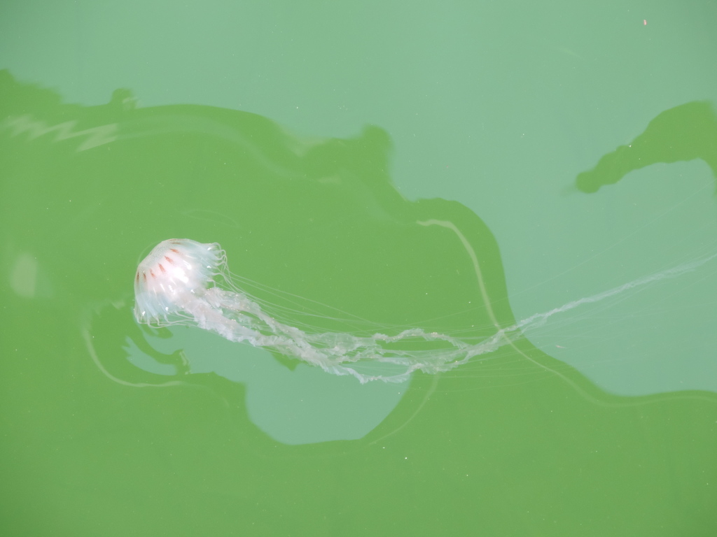 Atlantic Sea Nettle