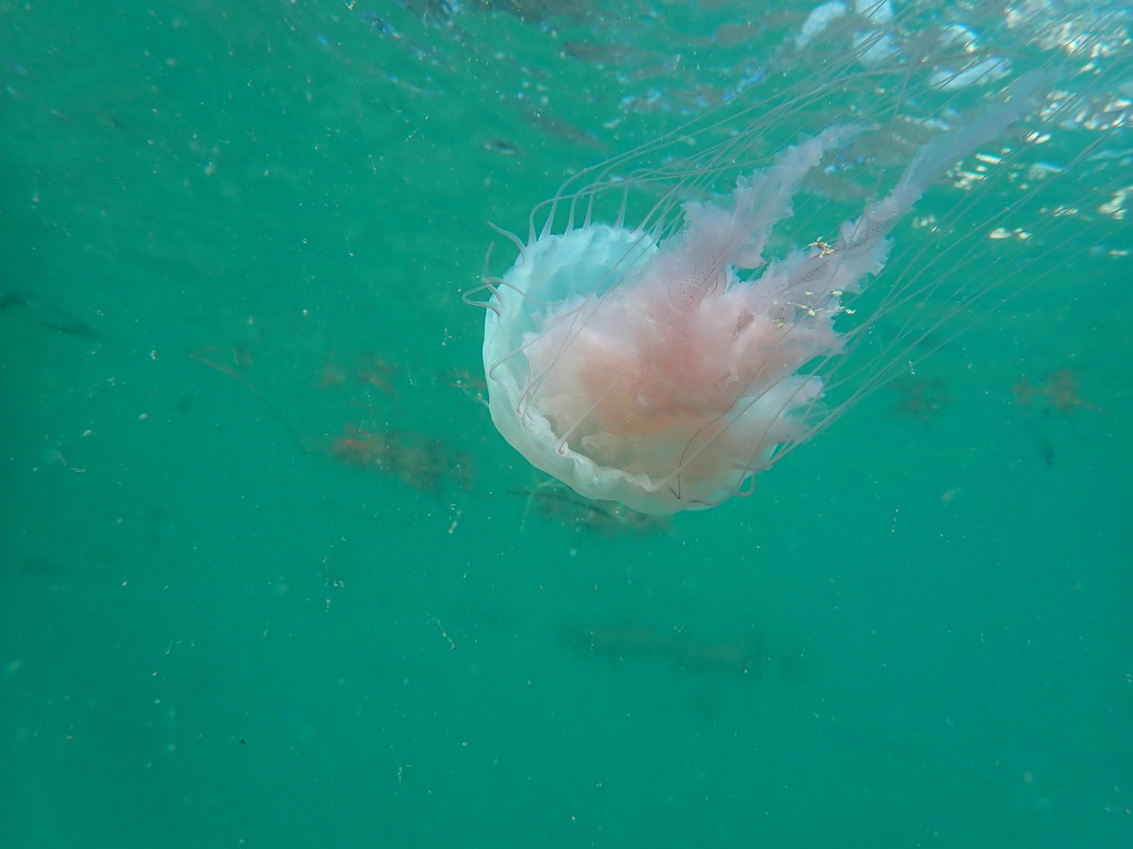 Atlantic Sea Nettle