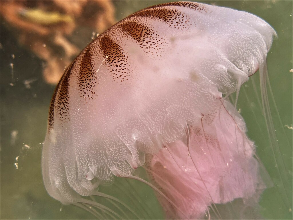 Atlantic Sea Nettle
