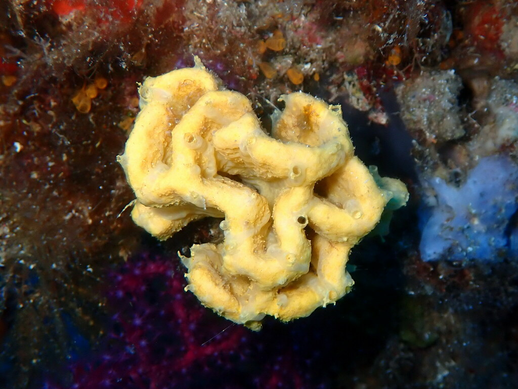 Crumpled Duster Sponge