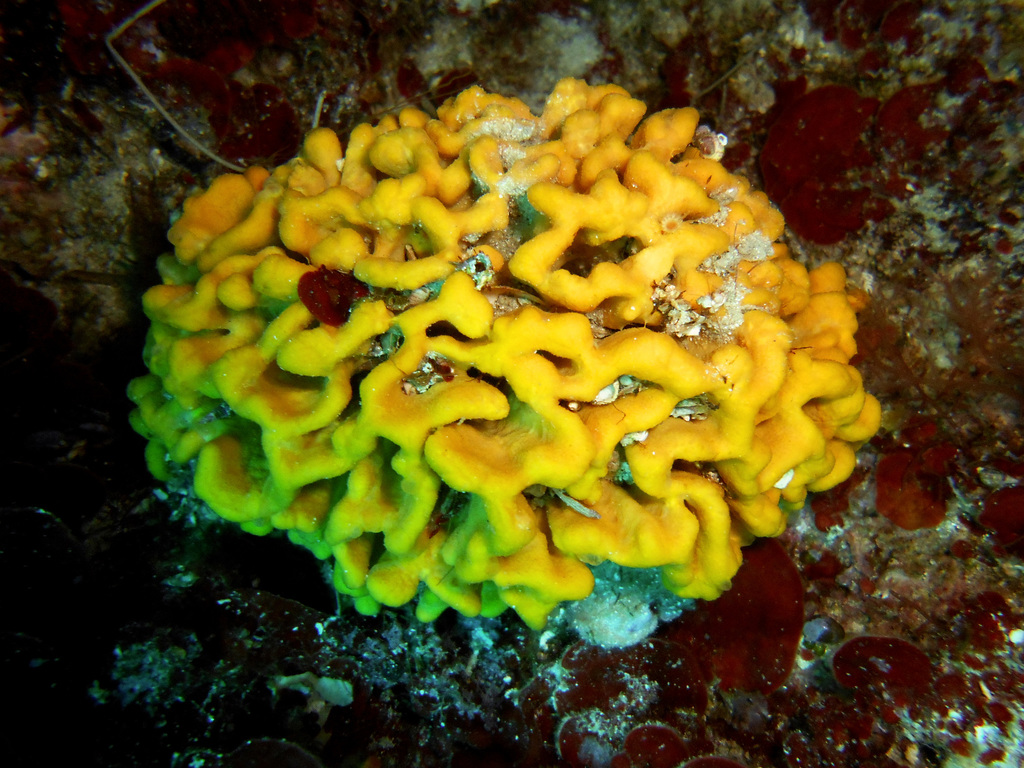 Axinelle plate