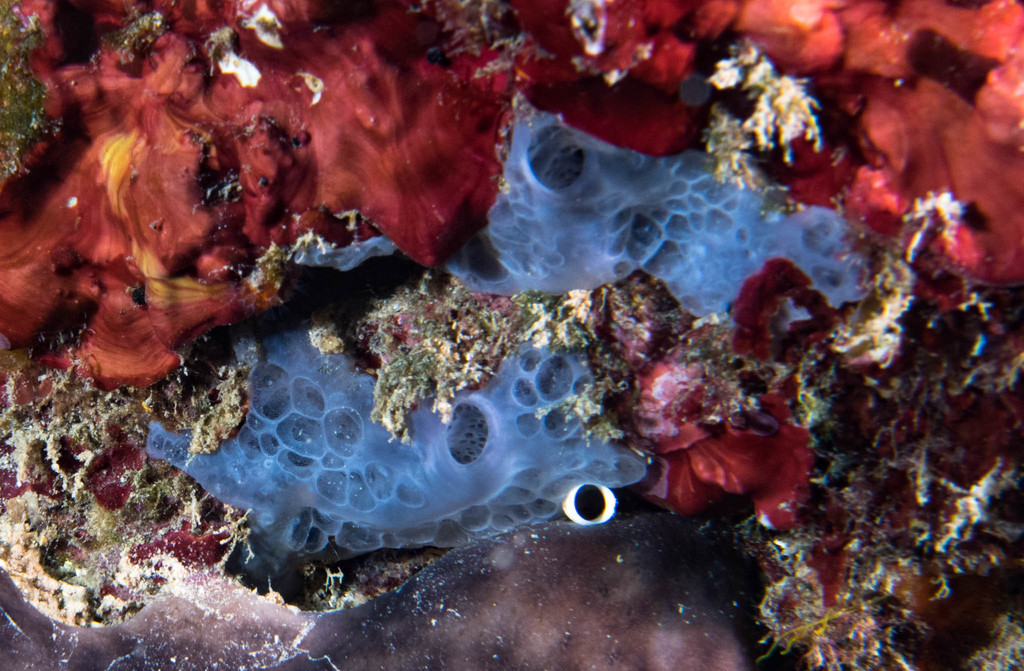 Bluish Encrusting Sponge