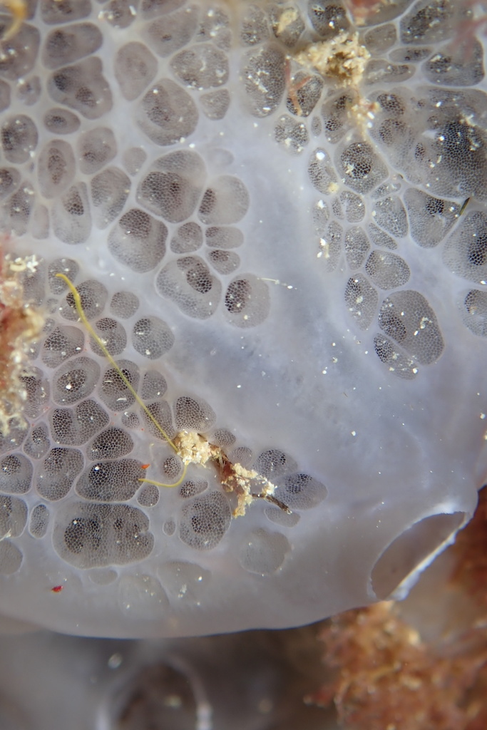 Bluish Encrusting Sponge