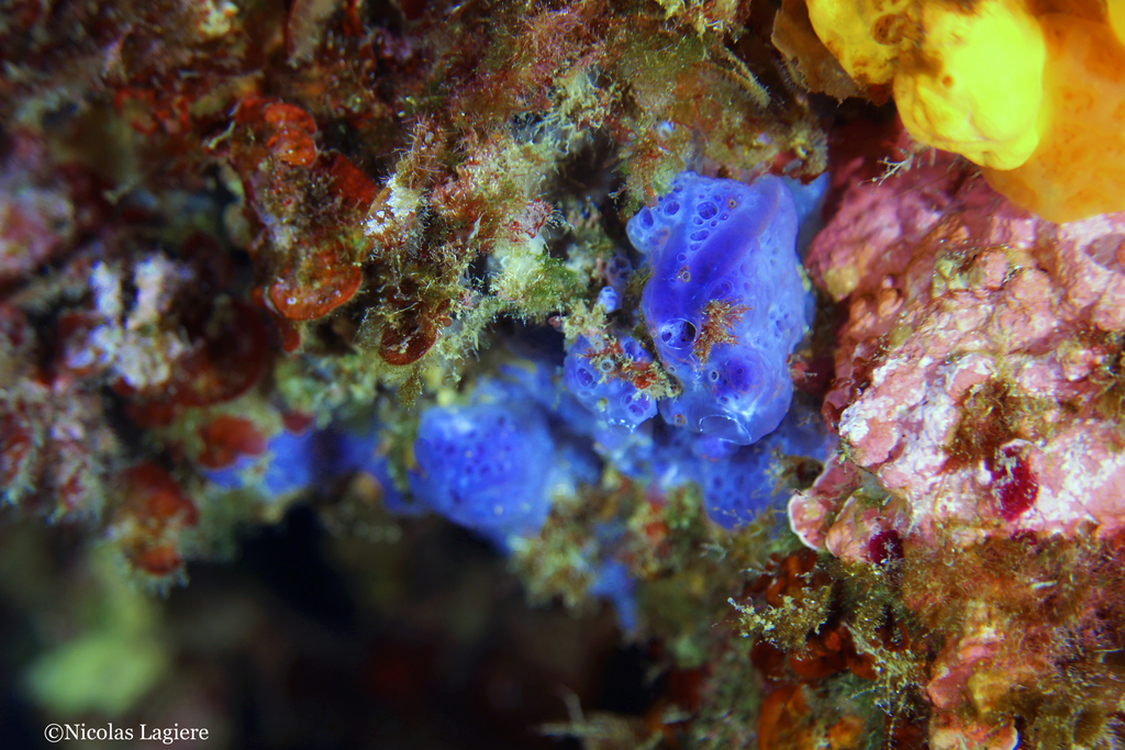 Bluish Encrusting Sponge