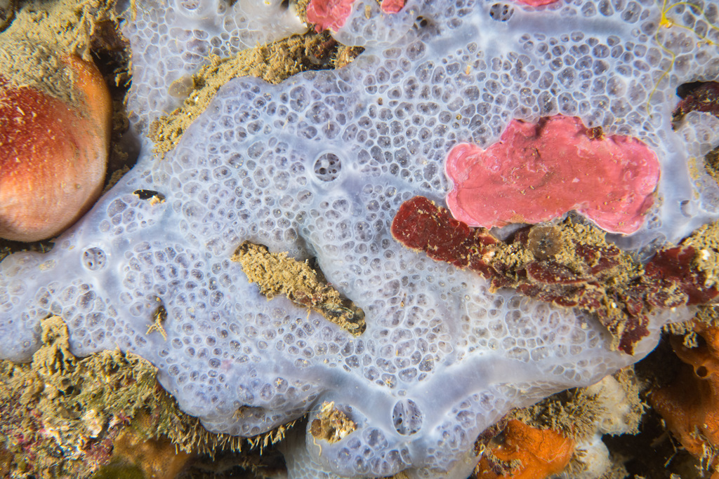 Bluish Encrusting Sponge