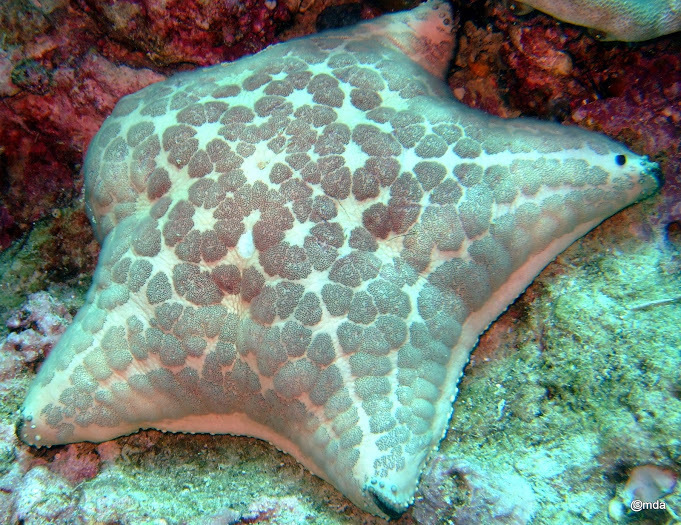 Arabian Cushion Star
