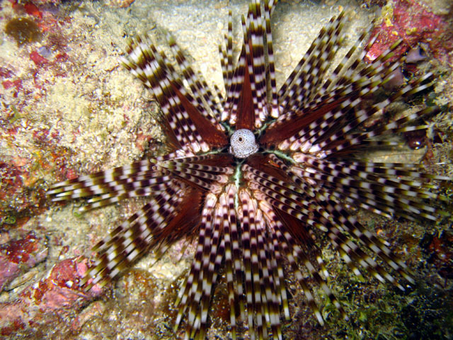Oursin à doubles piquants