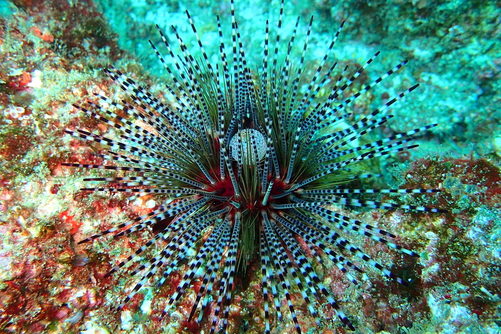 Banded Sea Urchin