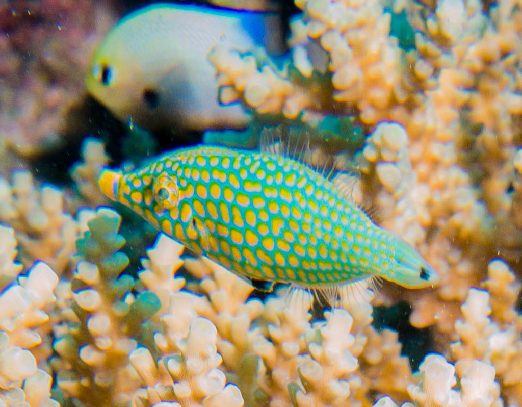 Red Sea Longnose Filefish