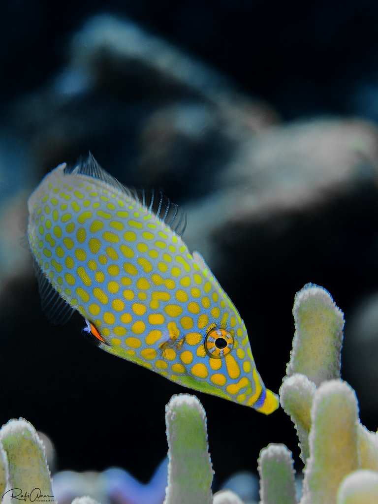 Red Sea Longnose Filefish