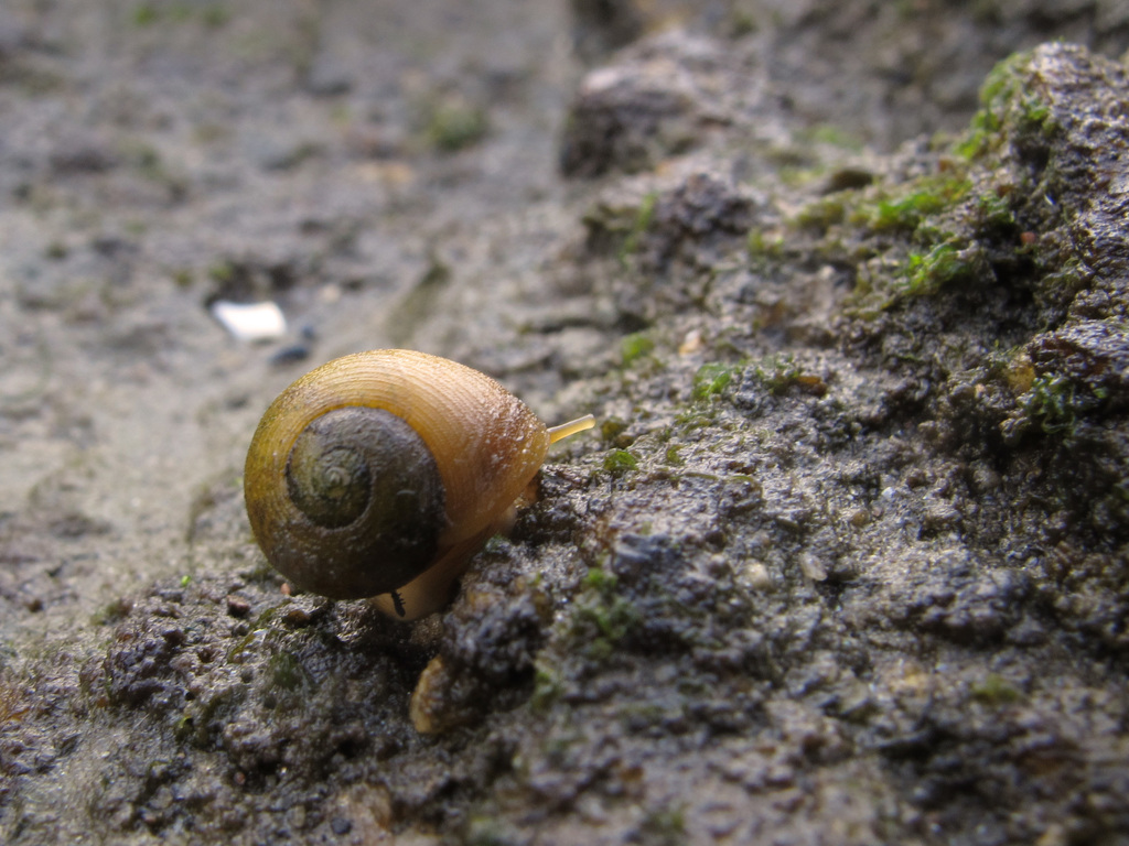 Littorine obtuse