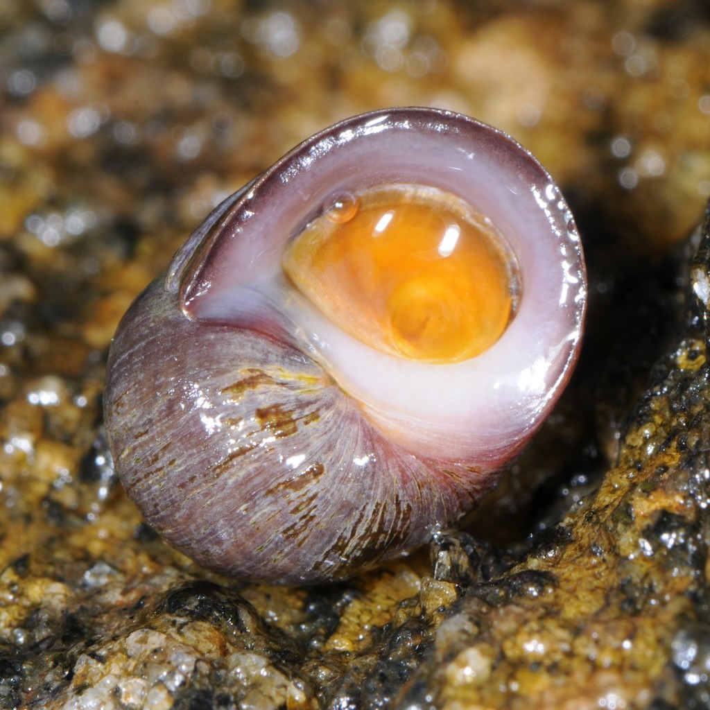 Littorine obtuse