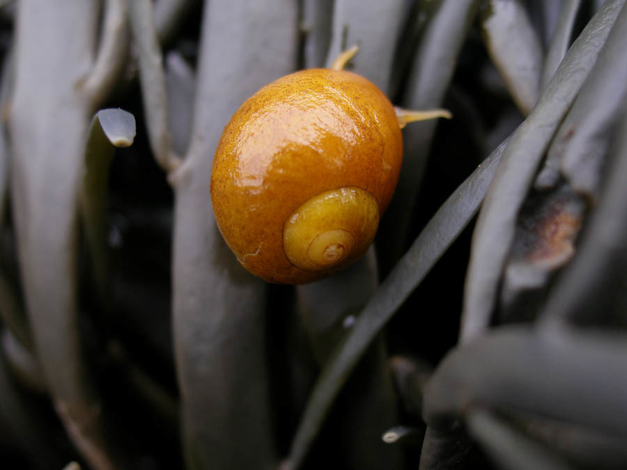 Littorine obtuse