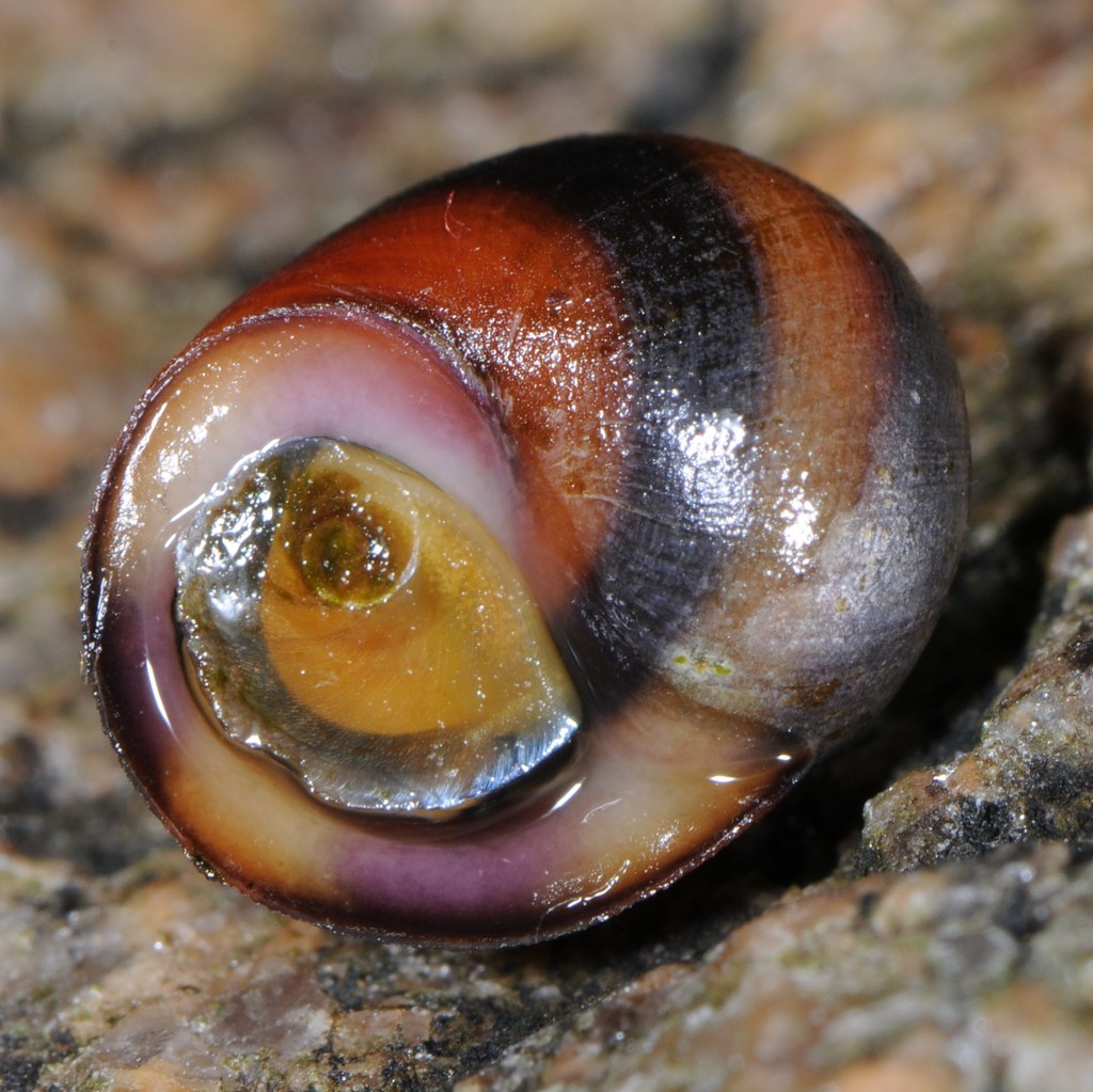 Littorine obtuse