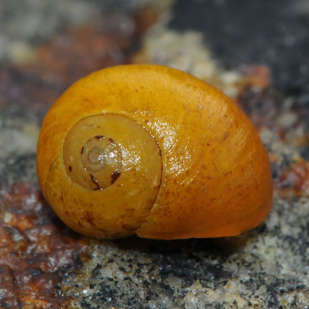 Littorine obtuse