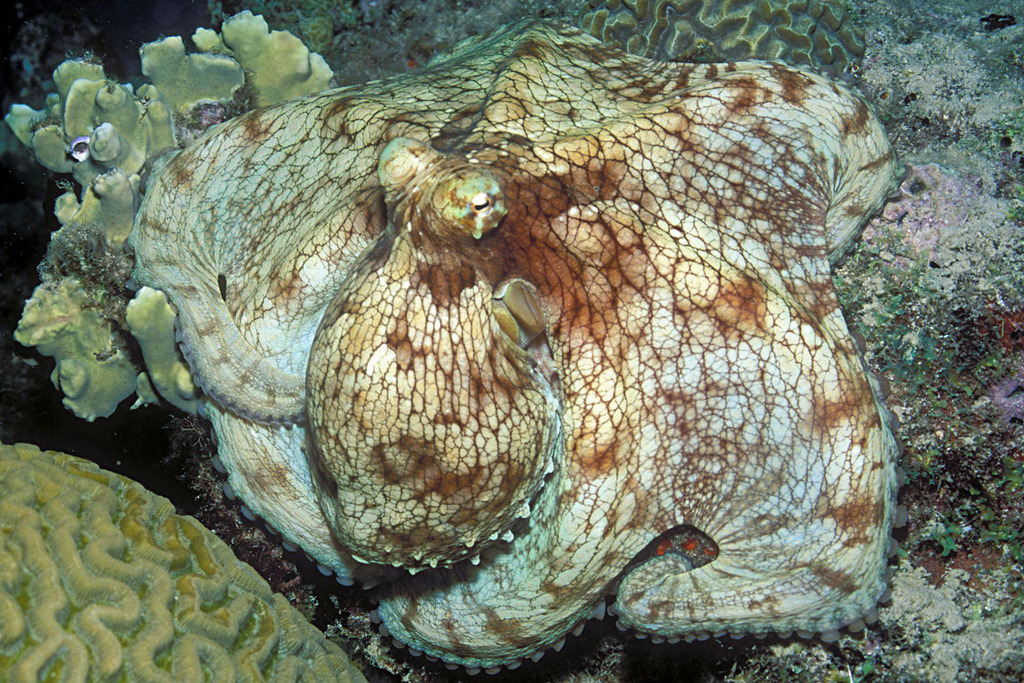 Day Octopus