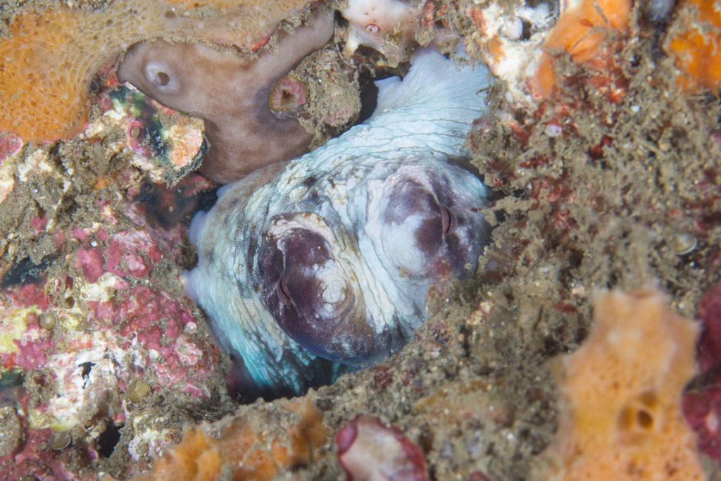 Gros poulpe bleu