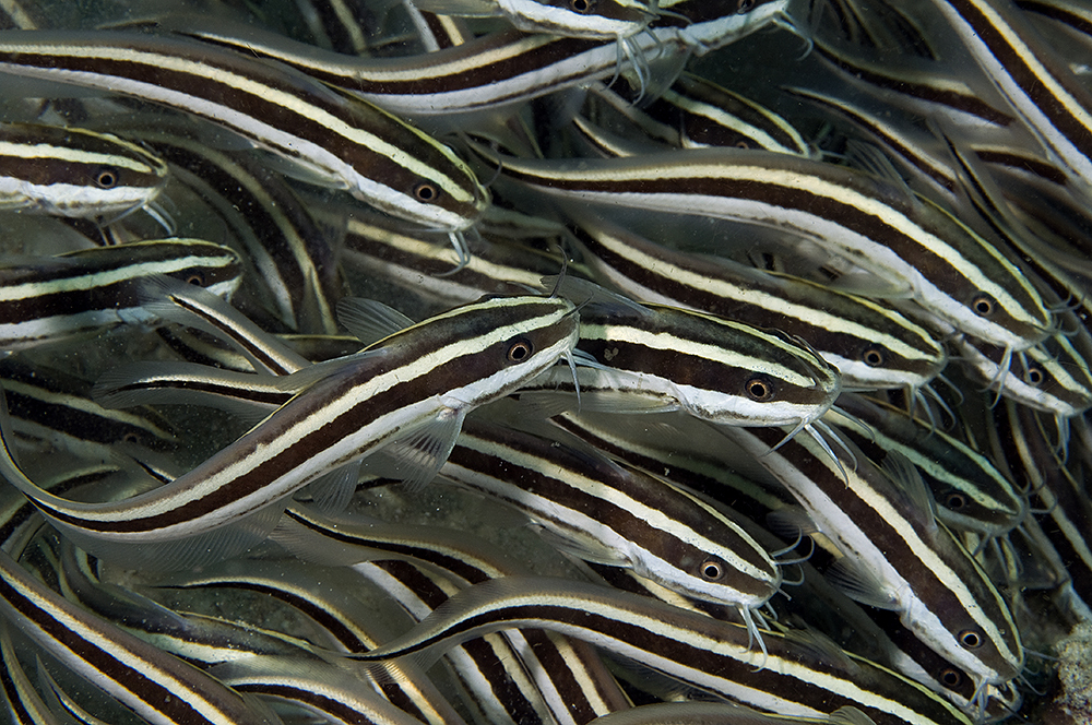 Striped Eel Catfish