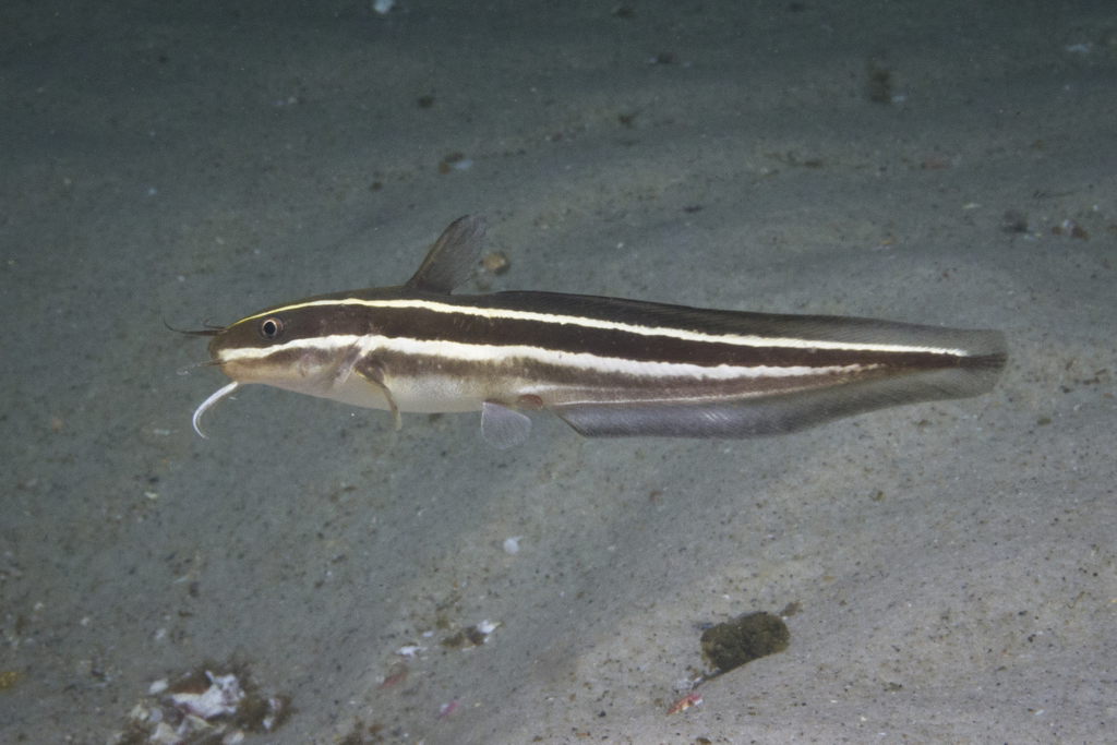 Striped Eel Catfish