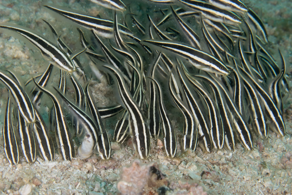 Striped Eel Catfish