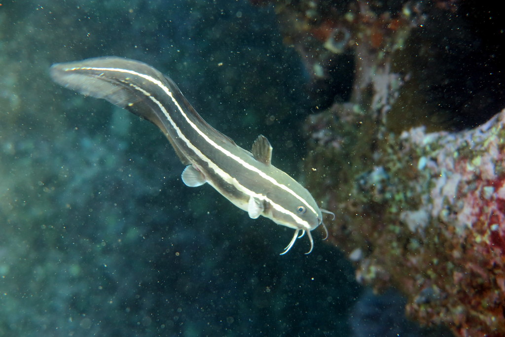 Striped Eel Catfish