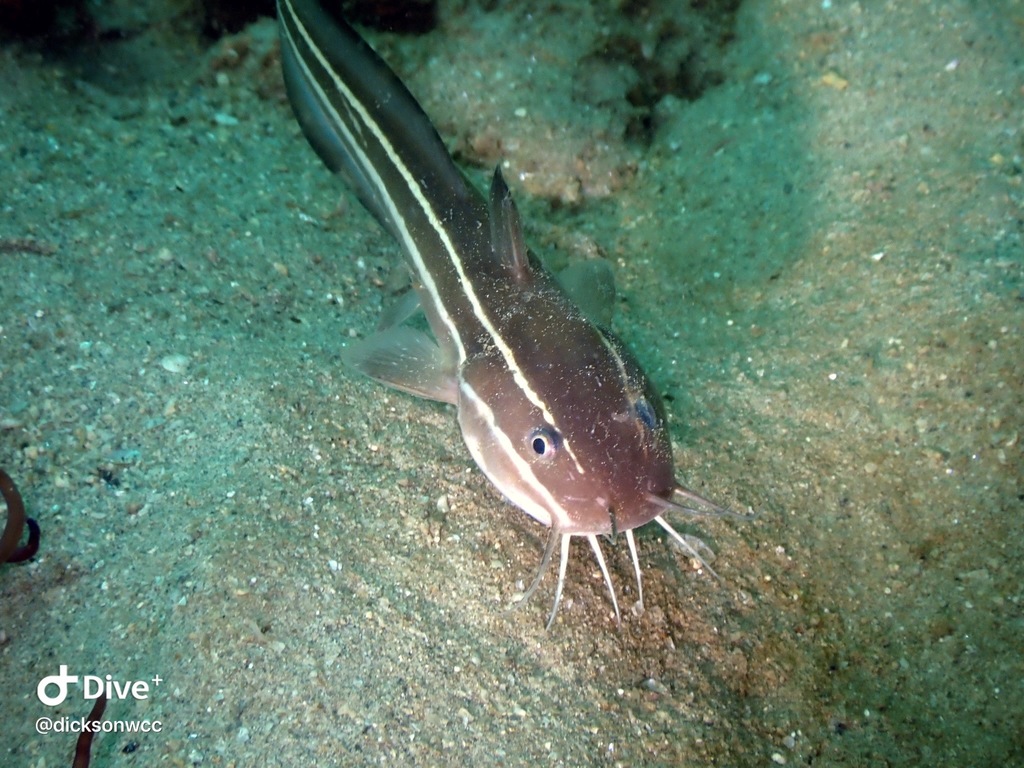 Striped Eel Catfish