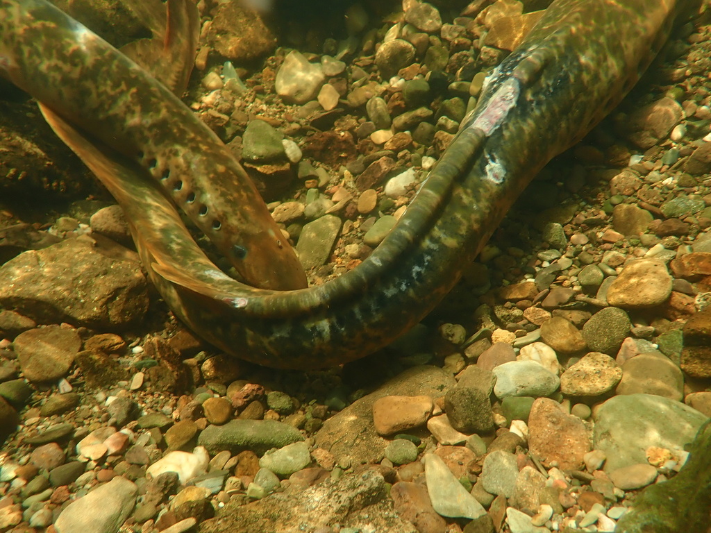 Sea Lamprey