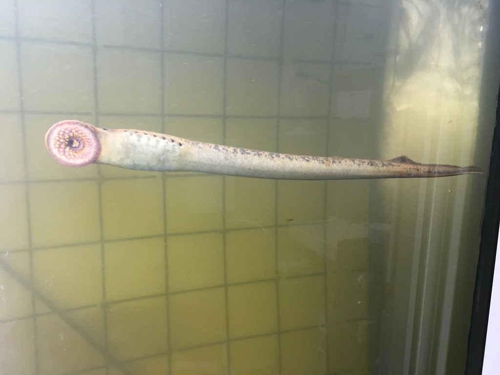 Sea Lamprey