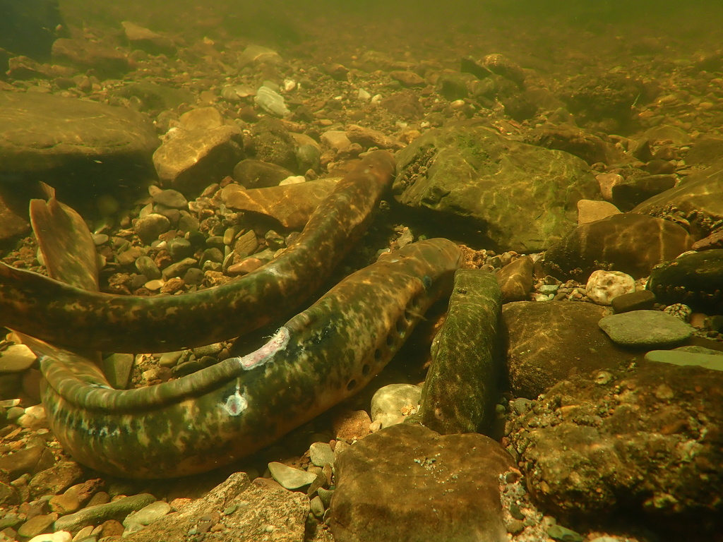 Sea Lamprey