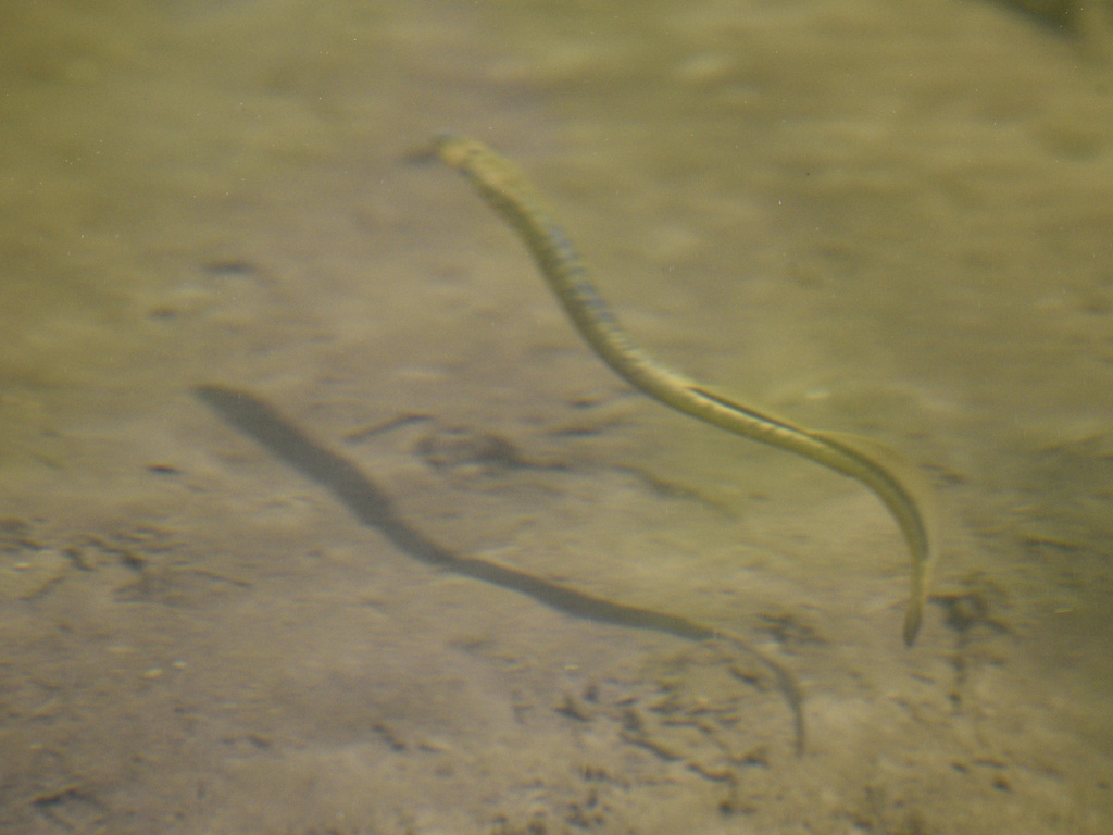 Sea Lamprey