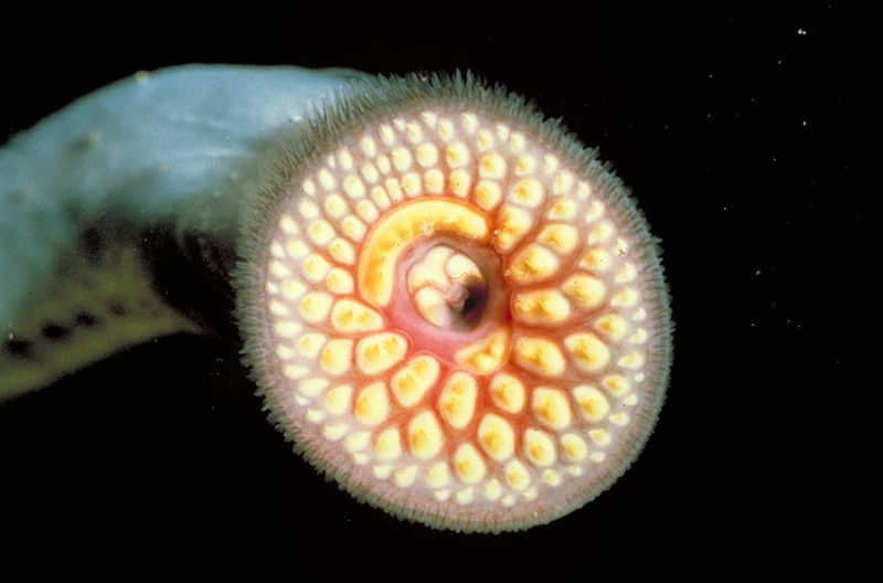 Sea Lamprey