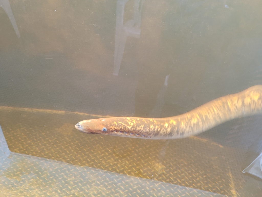Sea Lamprey