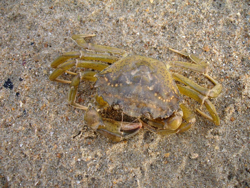 Crabe vert de Méditerranée