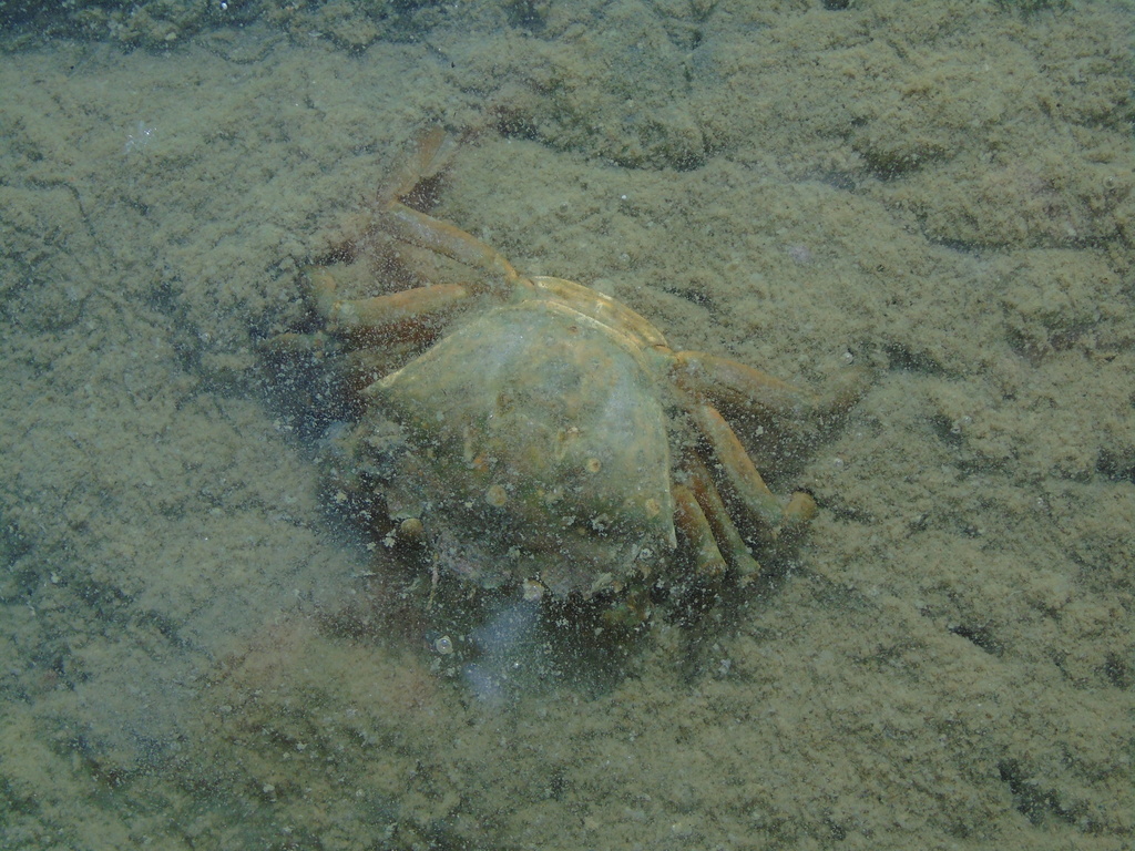 Crabe vert de Méditerranée