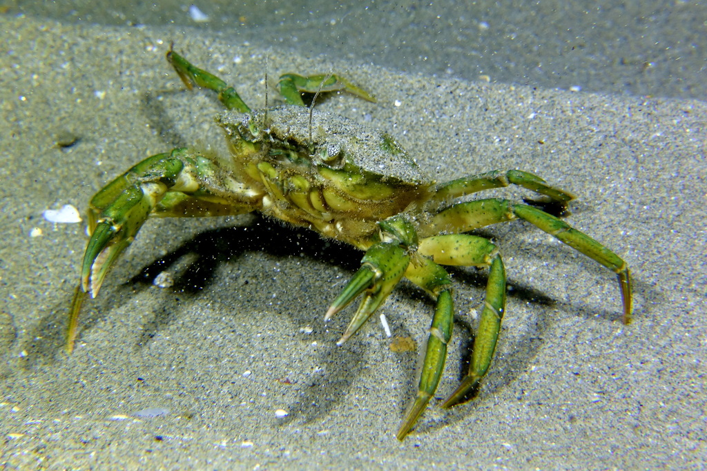 Mediterranean Green Crab