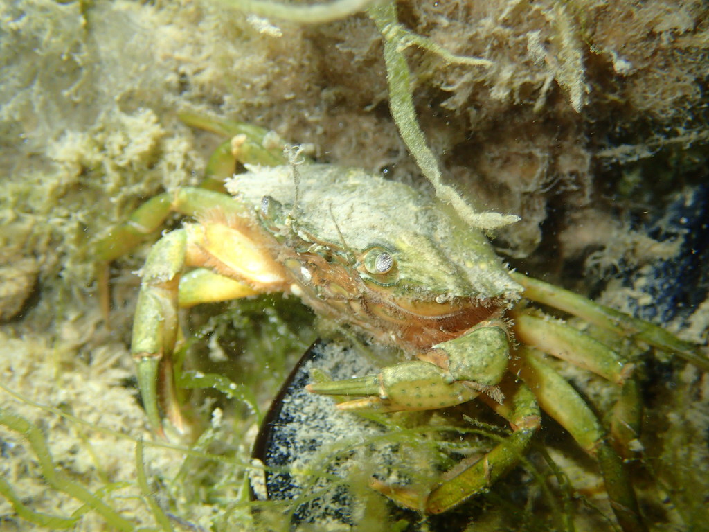 Crabe vert de Méditerranée