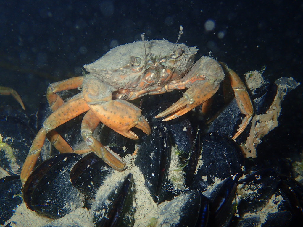 Crabe vert de Méditerranée