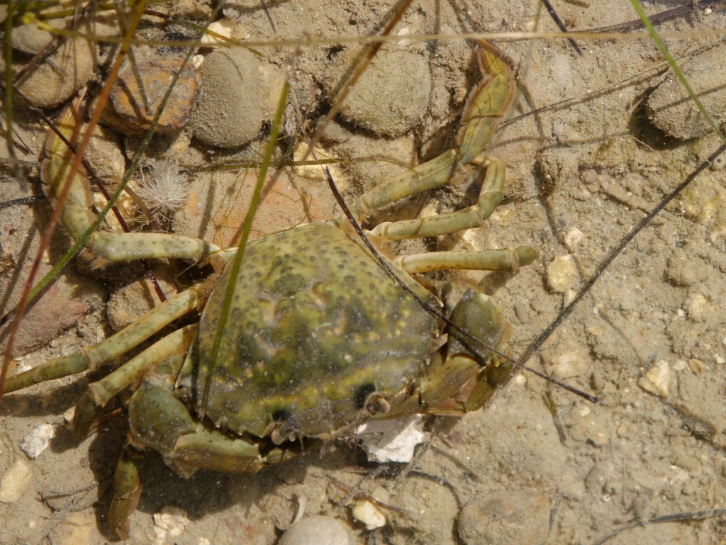 Crabe vert de Méditerranée