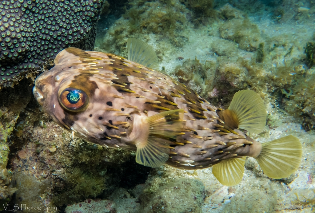 Longspined Porcupinefish
