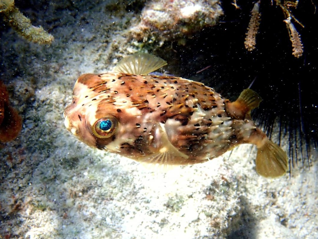 Longspined Porcupinefish