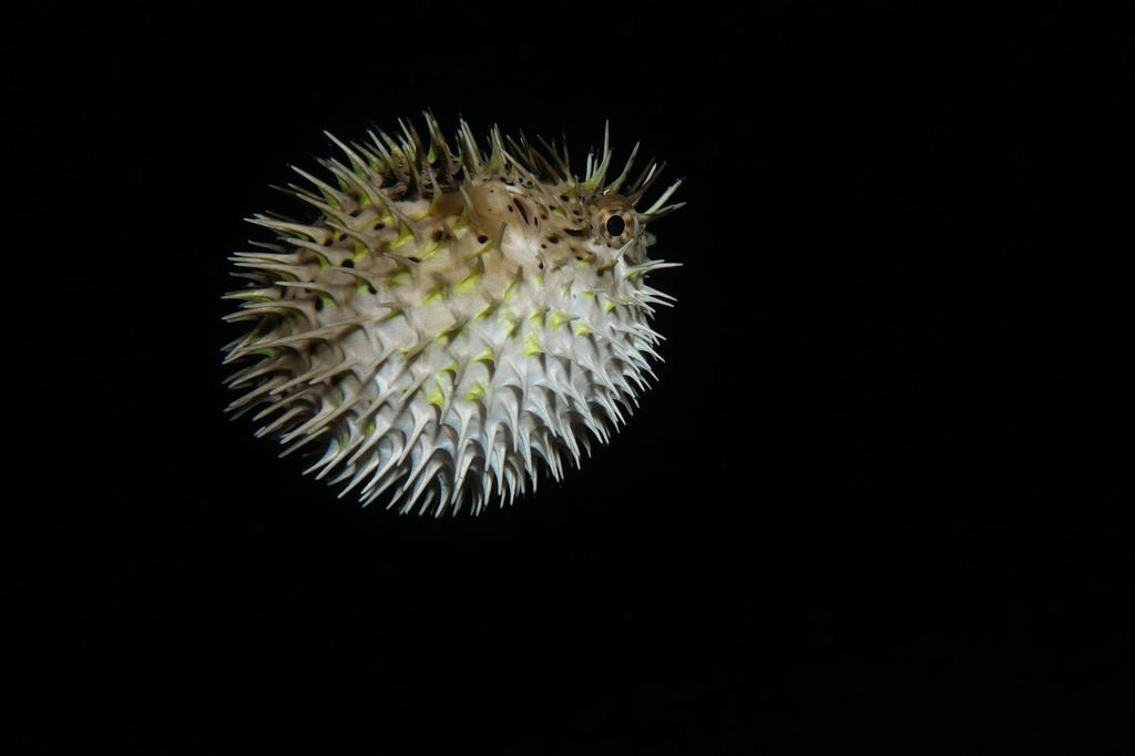 Longspined Porcupinefish