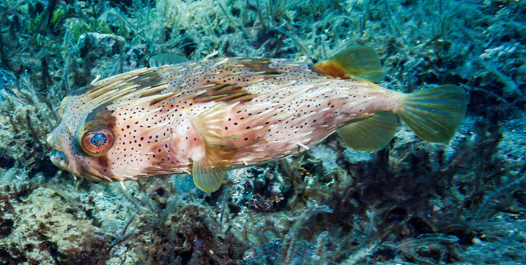 Longspined Porcupinefish