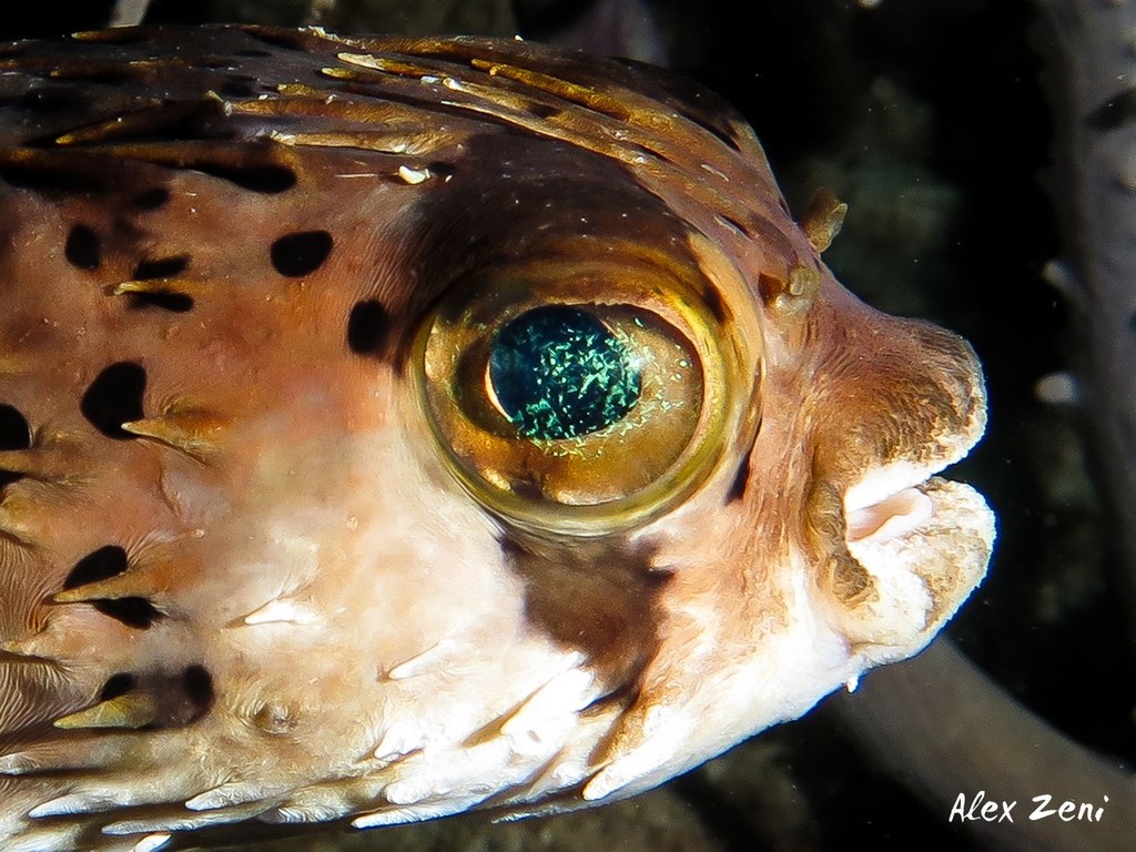 Longspined Porcupinefish