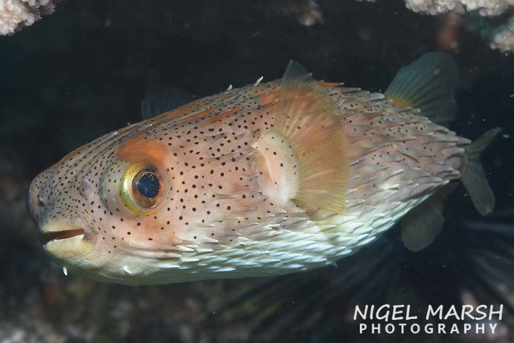 Longspined Porcupinefish
