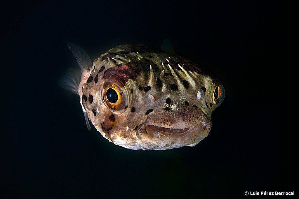 Longspined Porcupinefish