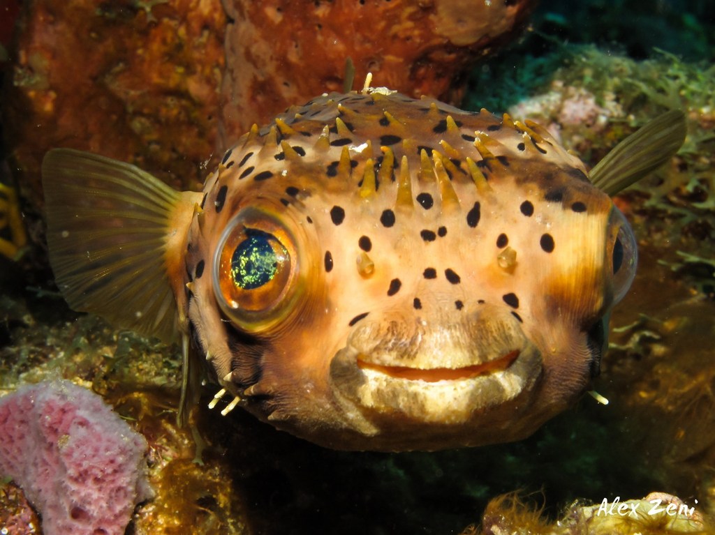 Longspined Porcupinefish