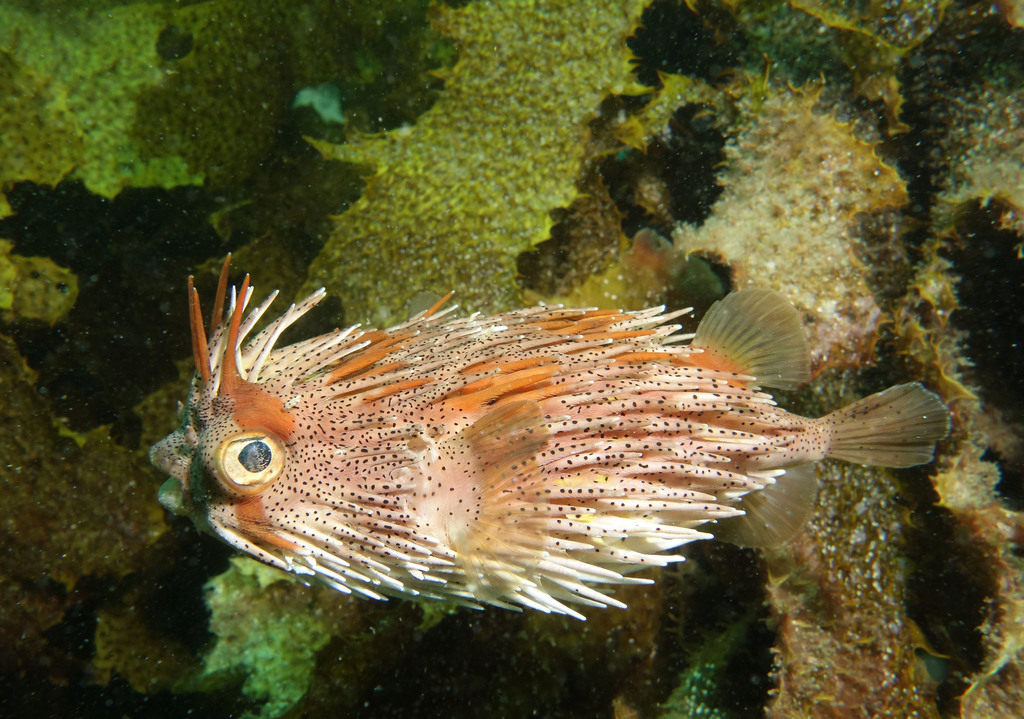 Longspined Porcupinefish