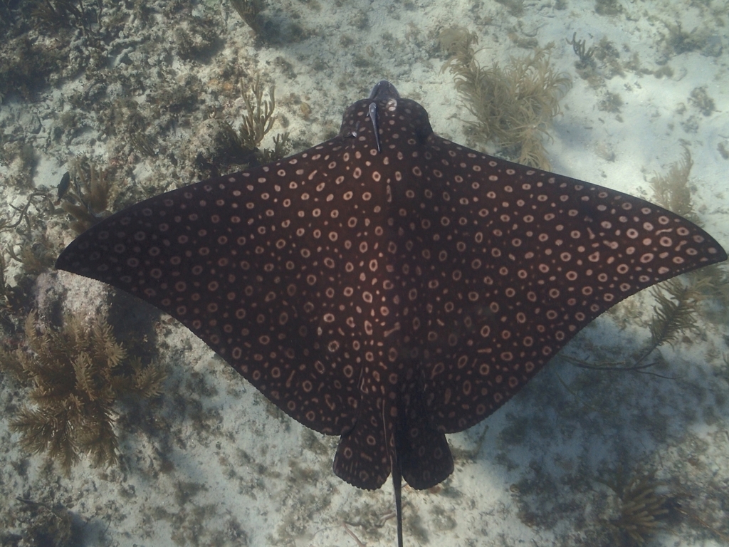 Spotted Eagle Ray