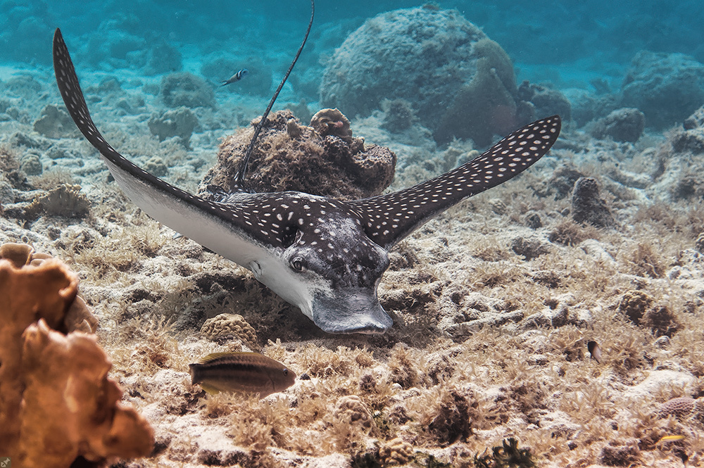Spotted Eagle Ray