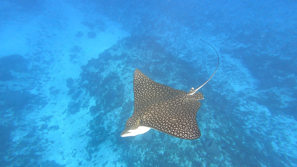 Spotted Eagle Ray
